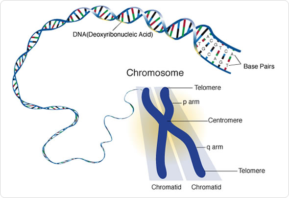 Image Credit: genome.gov