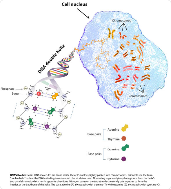 Deoxyribonucleic Acid (DNA). Image Credit: genome.gov