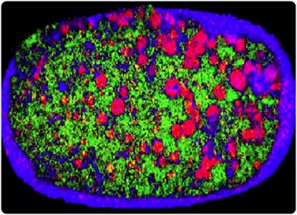 NIR image of a tablet showing heterogeneous distribution of the active ingredient.