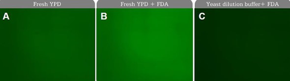 The YPD medium is auto-fluorescent and contains esterase activity.