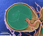 Texas A&M research sheds light on Giardia and Cryptosporidium pathogens in canine facilities