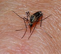 African statisticians provide new insights into malaria prevention