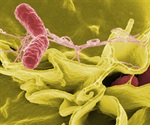 New dual-target vaccine shows promise against typhoid and Salmonella
