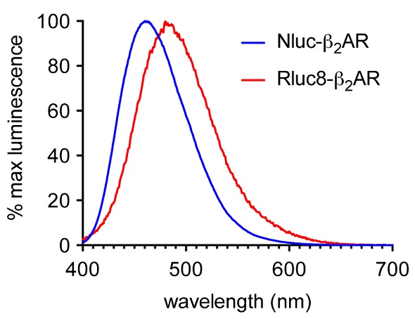 Normalized emission spectra of HEK293 cells expressing ß2AR N-terminally labeled with either Nluc (blue) or Rluc8 (red) using the CLARIOstar. Data previously published in Stoddart et al.