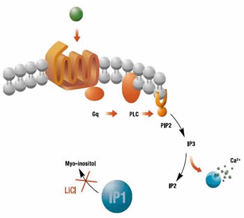 Biosynthesis of IP1.