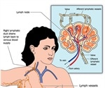 Axillary Lymph Nodes and Breast Cancer