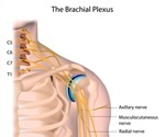 Brachial Plexus