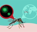 Dengue antibody may block the spread of Zika virus in vulnerable areas of the body