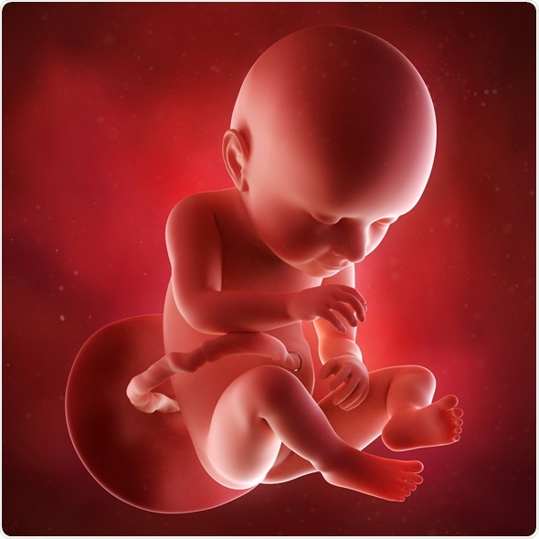 Medical accurate 3d illustration of a fetus week 37. Image Copyright: Sebastian Kaulitzki / Shutterstock