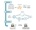 Researchers develop first non-human primate X-SCID models using genome editing techniques