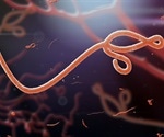 Discovery may lead to effective research and better treatments for  Ebola, other viral diseases