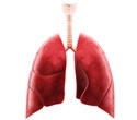 Pandorabactins help pathogenic bacteria compete for iron in the lungs