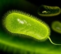 Helicobacter pylori eradication therapy linked to increased risk of reflux oesophagitis