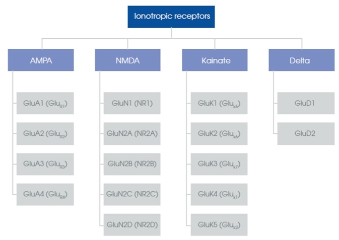 Diagram of the ionotropic glutamate receptor subgroups.