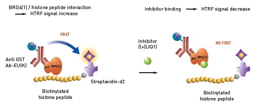 Histone – BRD4 interaction assay principle.