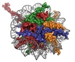 Histone Modification