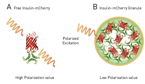 homoFRET-FP to detect packaging of insulin in dense core granules in live cells. A) Free insulin-mCherry with polarized excitation will exhibit conserved polarization and relatively high MP signal. B) Within dense core granule polarized light will exhibit homoFRET, randomized polarization and a decrease in MP signal4.