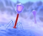 Bacteriophage-derived lysin could be used to target odor-causing bacteria in armpits