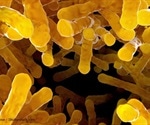 Gut Microbiota