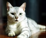 Cells that might be able to suppres cat allergies