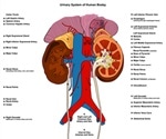 Urinary Problems in Children