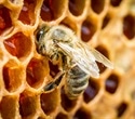Researchers achieve a promising breakthrough in bee insemination