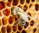 Study reveals anti-arthritic effects of bee venom