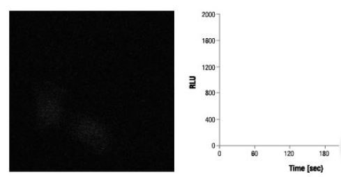 No Signal Increase Before Rapamycin Treatment