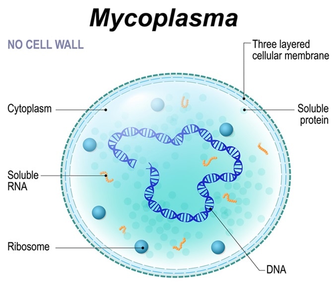 Structure of Mycoplasma cell. the bacterium is the causative agent of sexually transmitted diseases, pneumoniae, atypical pneumonia and other respiratory disorders. unaffected by many antibiotics. Image Credit: Designua / Shutterstock
