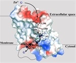 Controlling zinc transporter levels could be effective plan to combat pancreatic cancer, other diseases