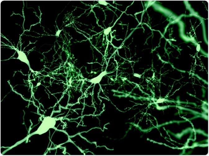 Neurons marked by fluorescence. Image Credit: Juan Gaertner / Shutterstock