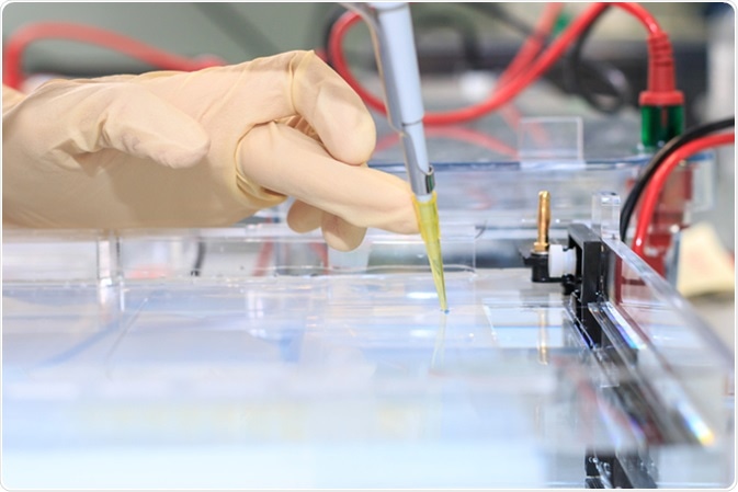 Loading the blue DNA samples into the agarose gel for the separation of DNA fragments. Image Credit: Mariia Mikhailova / Shutterstock