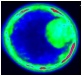 fluorescence FCI image
