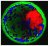 hyperspectral fluorescence image
