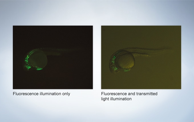 Outstanding Fluorescence Performance