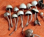 Magic mushrooms substance Psilocybin on trial for treatment of depression