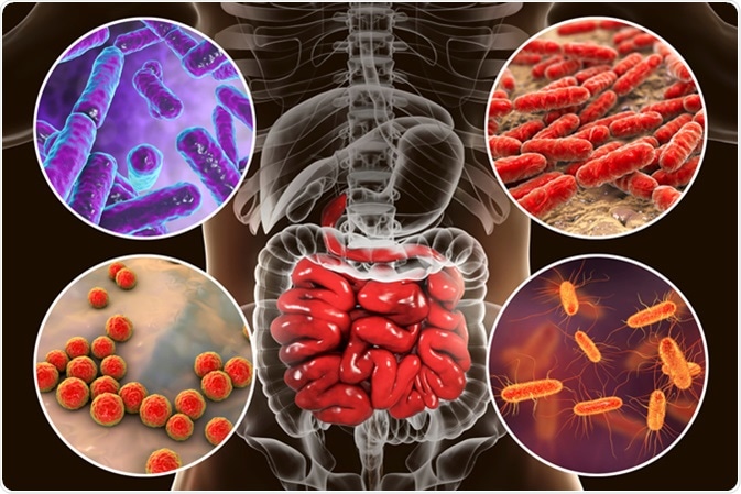 Intestinal microbiome. Image Credit: Kateryna Kon / Shutterstock