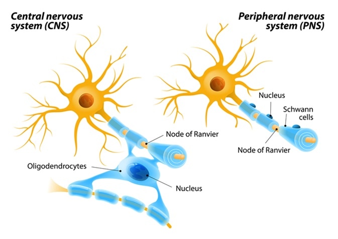 Oligodendrocytes in the central nervous system and Schwann cells in the peripheral nervous system.. Image Credit: Designua / Shutterstock