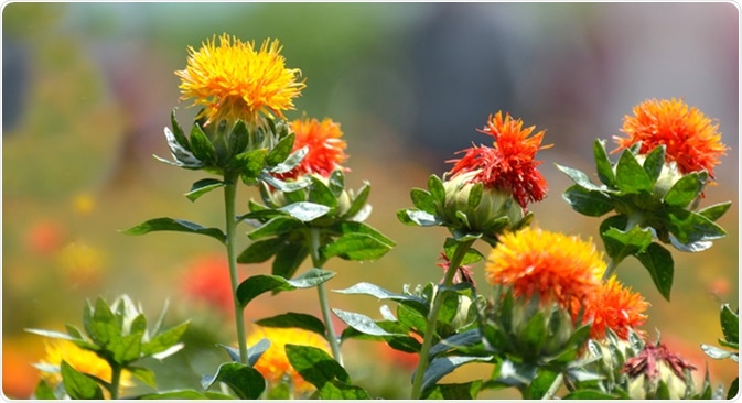Safflower. Image Credit: High Mountain / Shutterstock