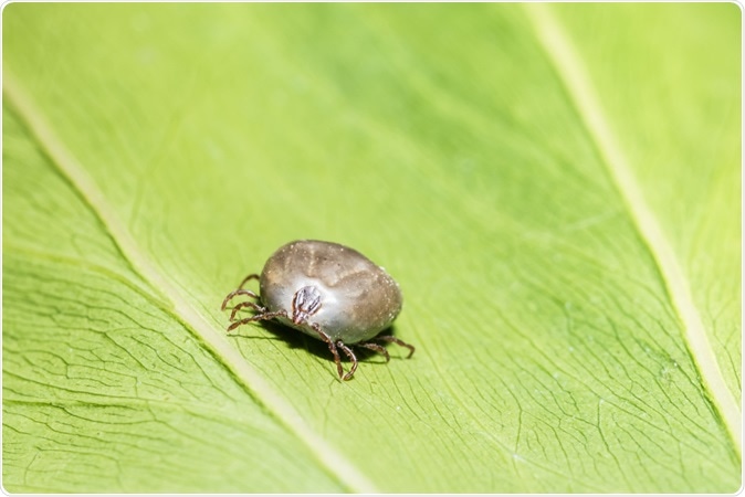 Close-up Haemaphysalis longicornis. Image Credit: AUKID PHUMSIRICHAT / Shutterstock