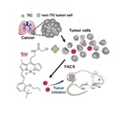 Scientists develop fluorescent probe to identify cancer stem cells