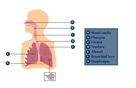 Lung physiology