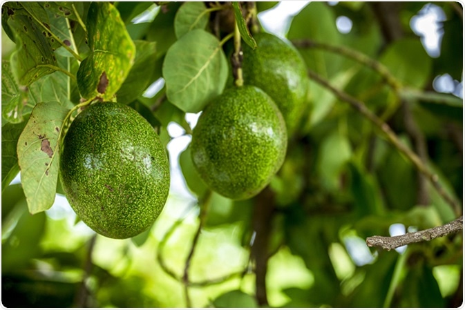 The avocado (Persea americana) is a tree that is native to South Central Mexico, classified as a member of the flowering plant family Lauraceae. Image Credit: Ninja Artist / Shutterstock