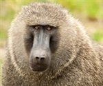 Baboons break out of research facility briefly