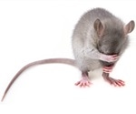 Mice learn to plan ahead and avoid future regrets