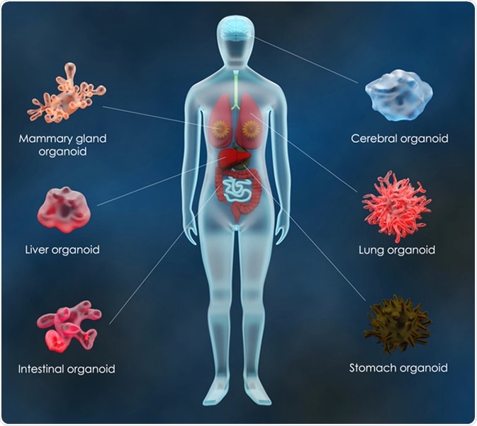Human organoids. Image Credit: Meletios Verras / Shutterstock