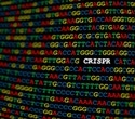 CRISPR Cas12a3: A precise tool to halt viral protein production