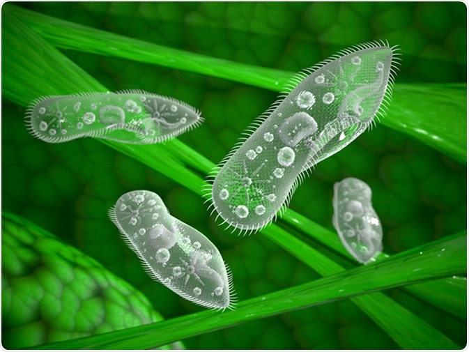 Paramecium protozoa. Image Credit: 3d_man / Shutterstock