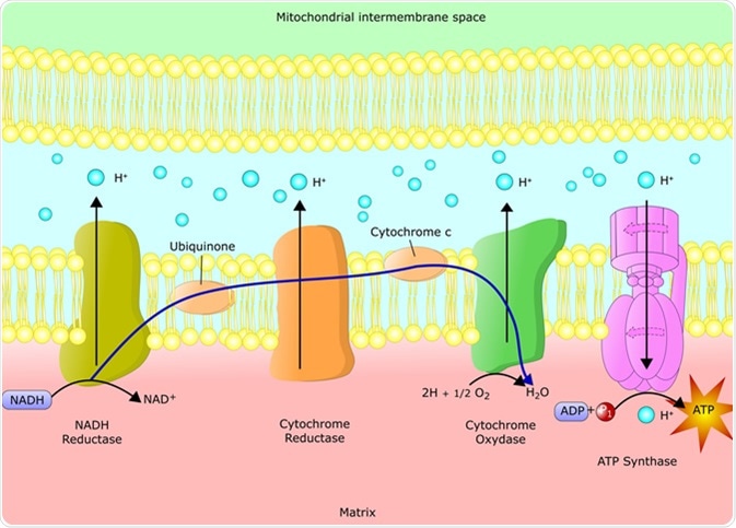 Schematic representation of the electron transfer chain via chemiosmotic reactions. Image Credit: Ellepigrafica / Shutterstock