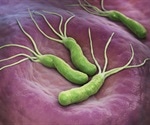 Helicobacter pylori Life Cycle